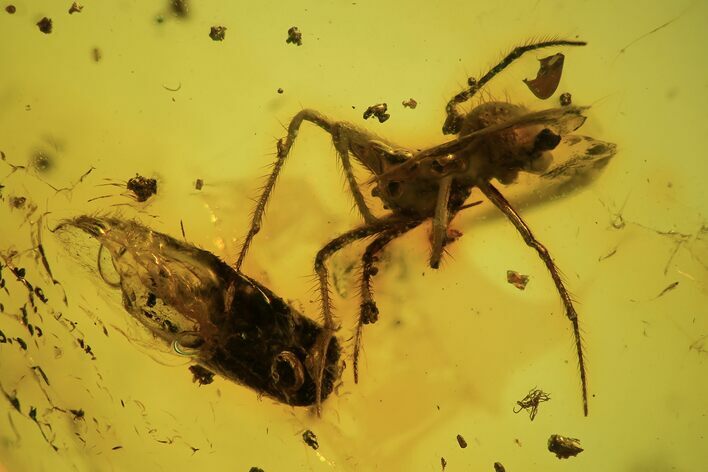 Detailed Fossil Spider (Araneae) & Plant In Baltic Amber #120691